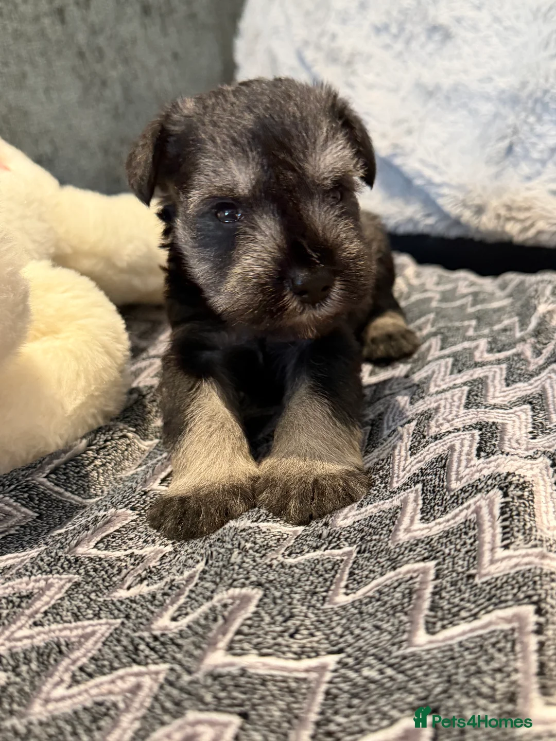 Miniature Schnauzer dogs for sale: Beautiful kc Reg mini schnauzers pups available. - Advert 30