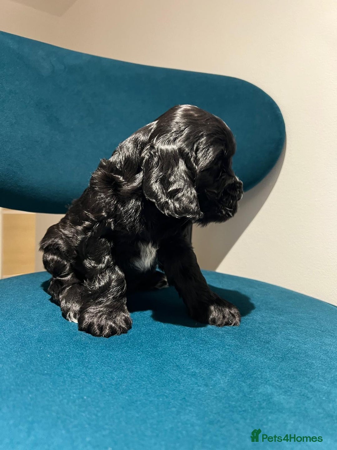 Cocker Spaniel dogs for sale: Show Type Cocker Spaniel  - Advert 15