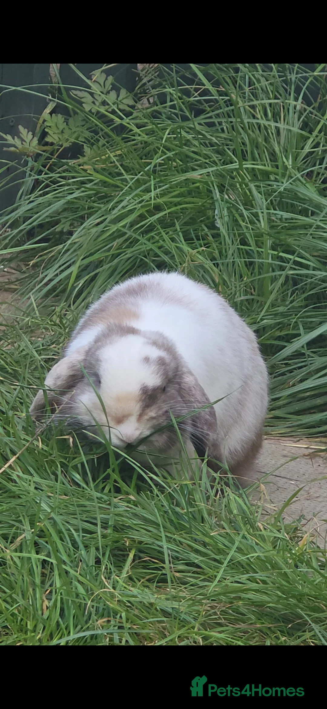 Mini Lop rabbits for sale: Male minilop blue eyes  - Advert 4