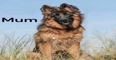 German Shepherd dogs - Advert 7