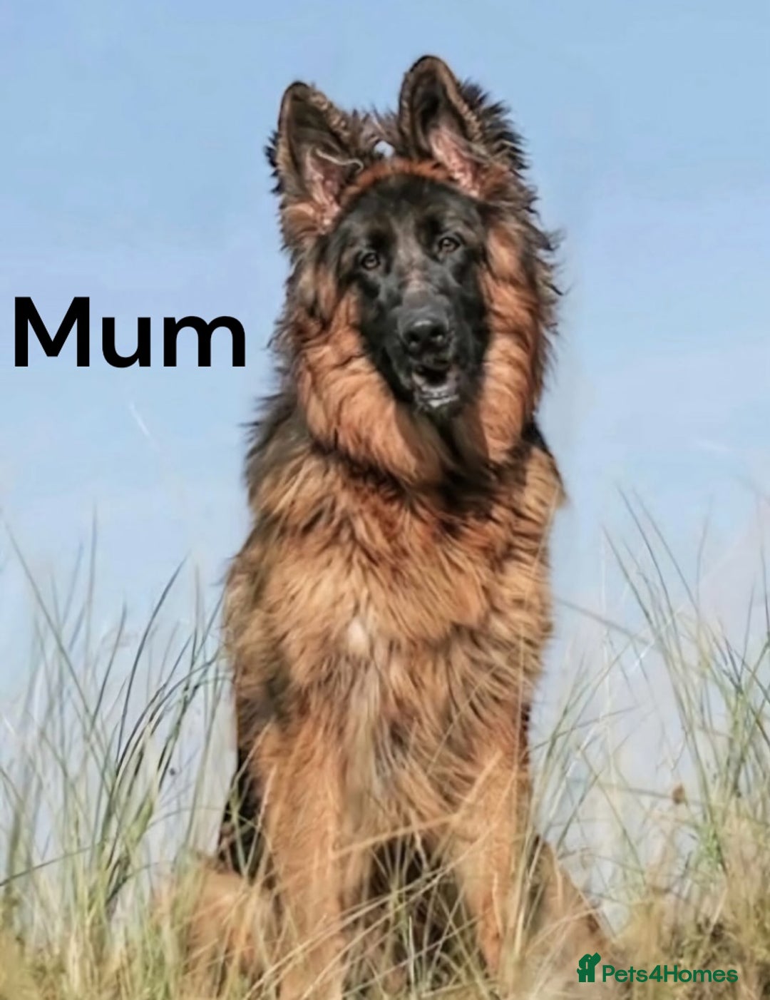 German Shepherd dogs for sale: KC REGISTERED GERMAN SHEPHERD PUPS - Image 7
