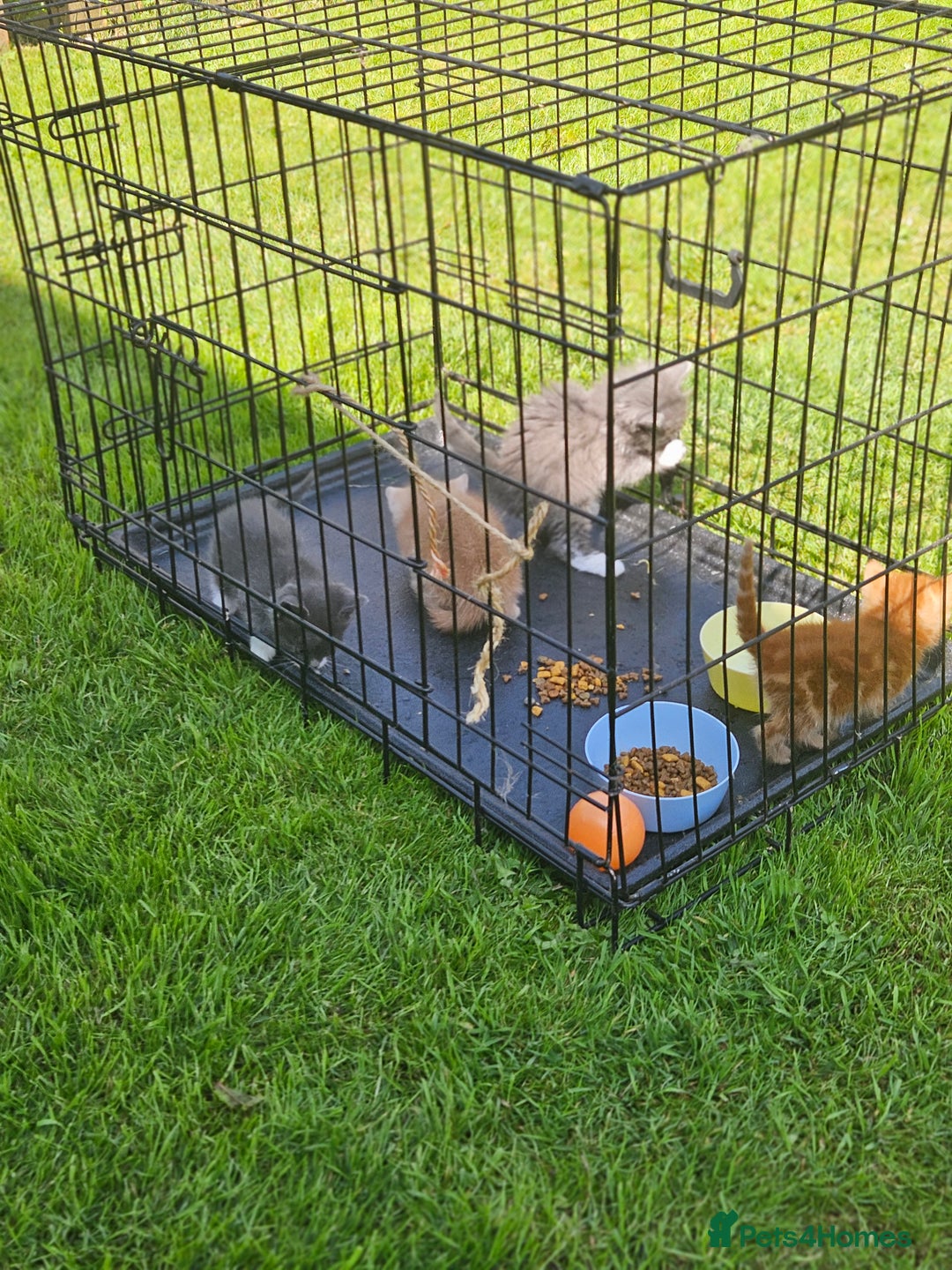 British Shorthair cats for sale: 4 Beutiful kittens  - Image 3