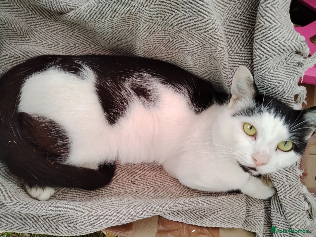 Mixed Breed cats for sale: Milo needs a new home not a kitten  - Advert 4