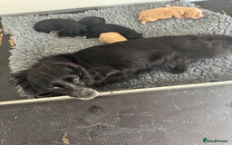 Cocker Spaniel dogs for sale: 1st Class ⭐️⭐️⭐️⭐️⭐️ Licensed - Image 9