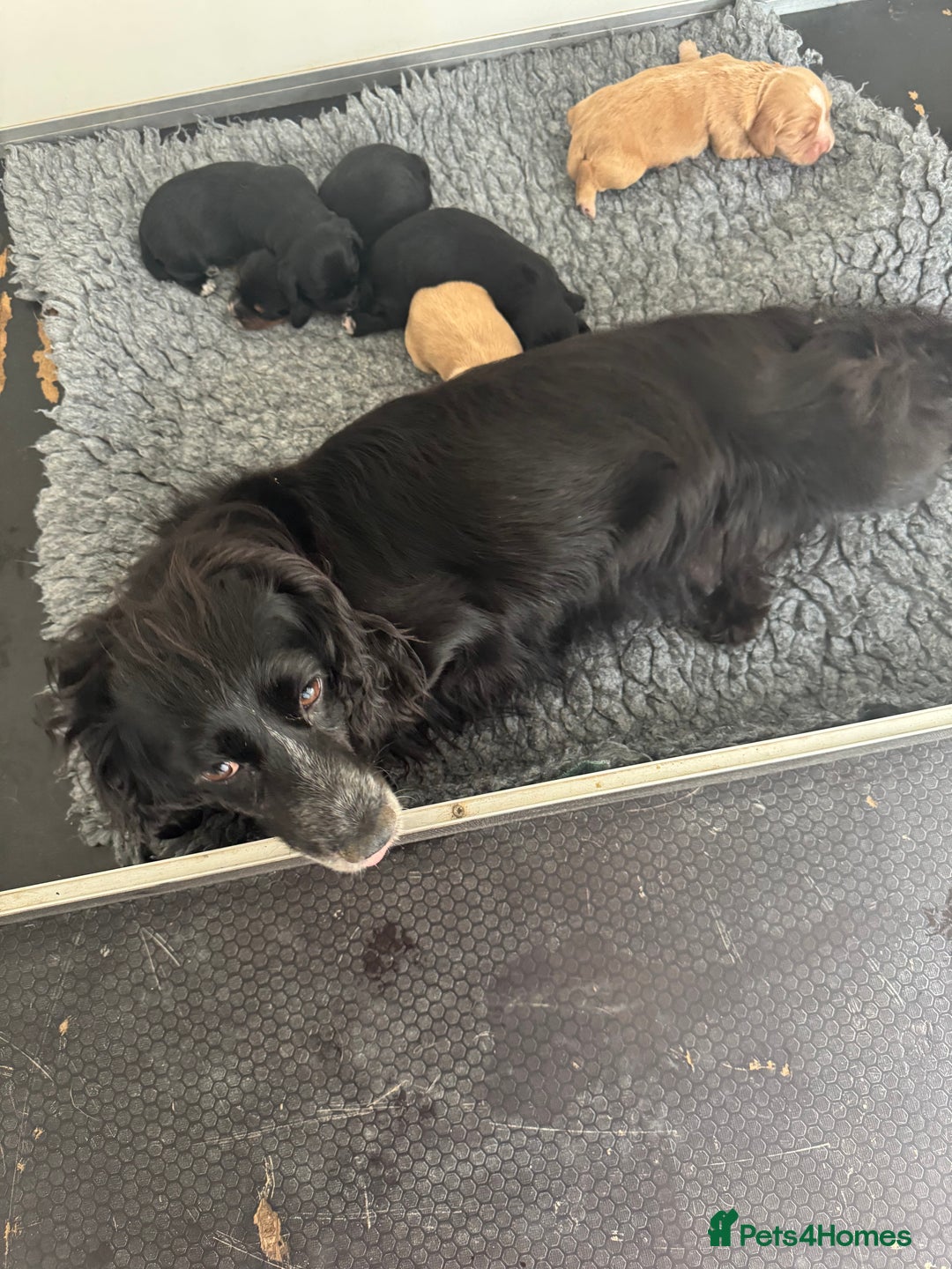 Cocker Spaniel dogs for sale: 1st Class ⭐️⭐️⭐️⭐️⭐️ Licensed - Image 9