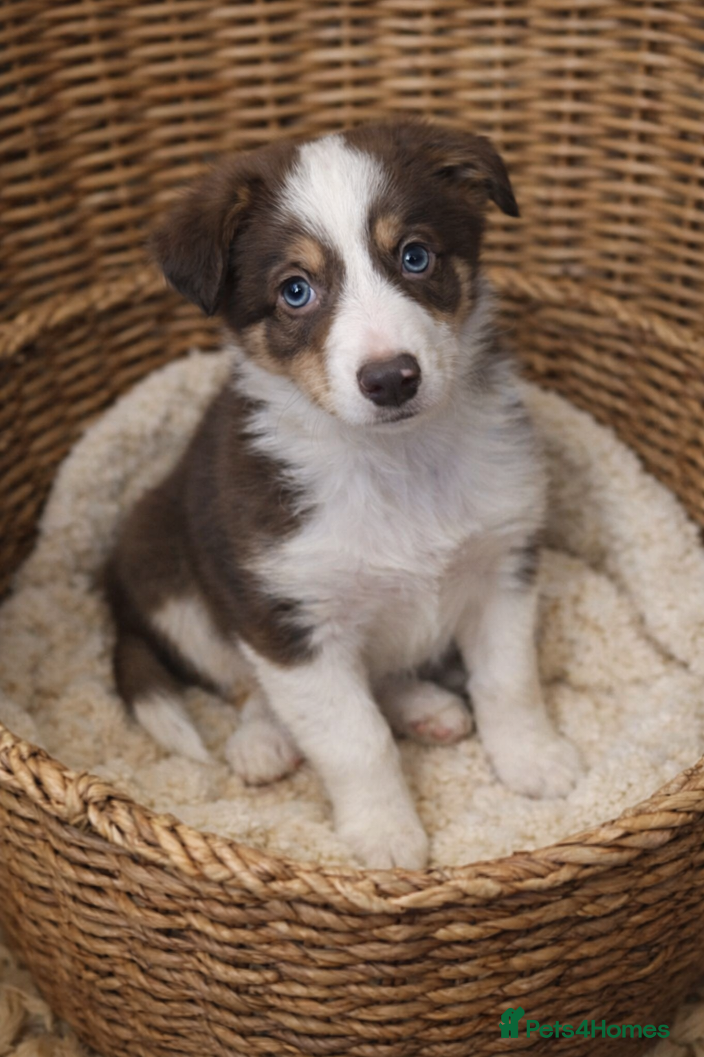 Border Collie dogs Quality Red, White & Gold Border Collie Pups - Advert 14