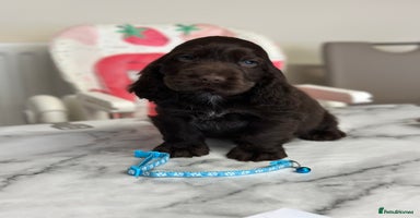 Cocker Spaniel dogs - Advert 15