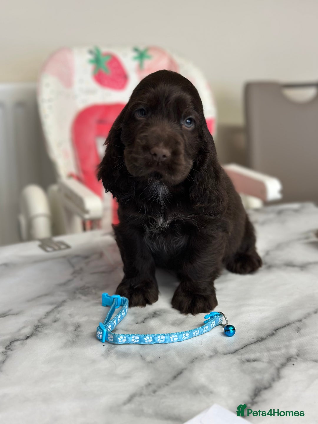 Cocker Spaniel dogs for sale: Health tested full show line puppies - Image 3