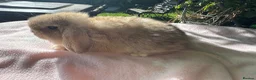 Mini Lop rabbits for sale: Beautiful mini lops for sale  - Advert 7