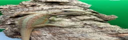 Bearded Dragon reptiles for sale: Zero bearded dragons and others  - Advert 4