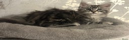 Maine Coon cats for sale: Ready to leave quality Maine coon kittens - Advert 21