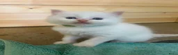 Ragdoll cats for sale: Beautiful ragdolls - Advert 20