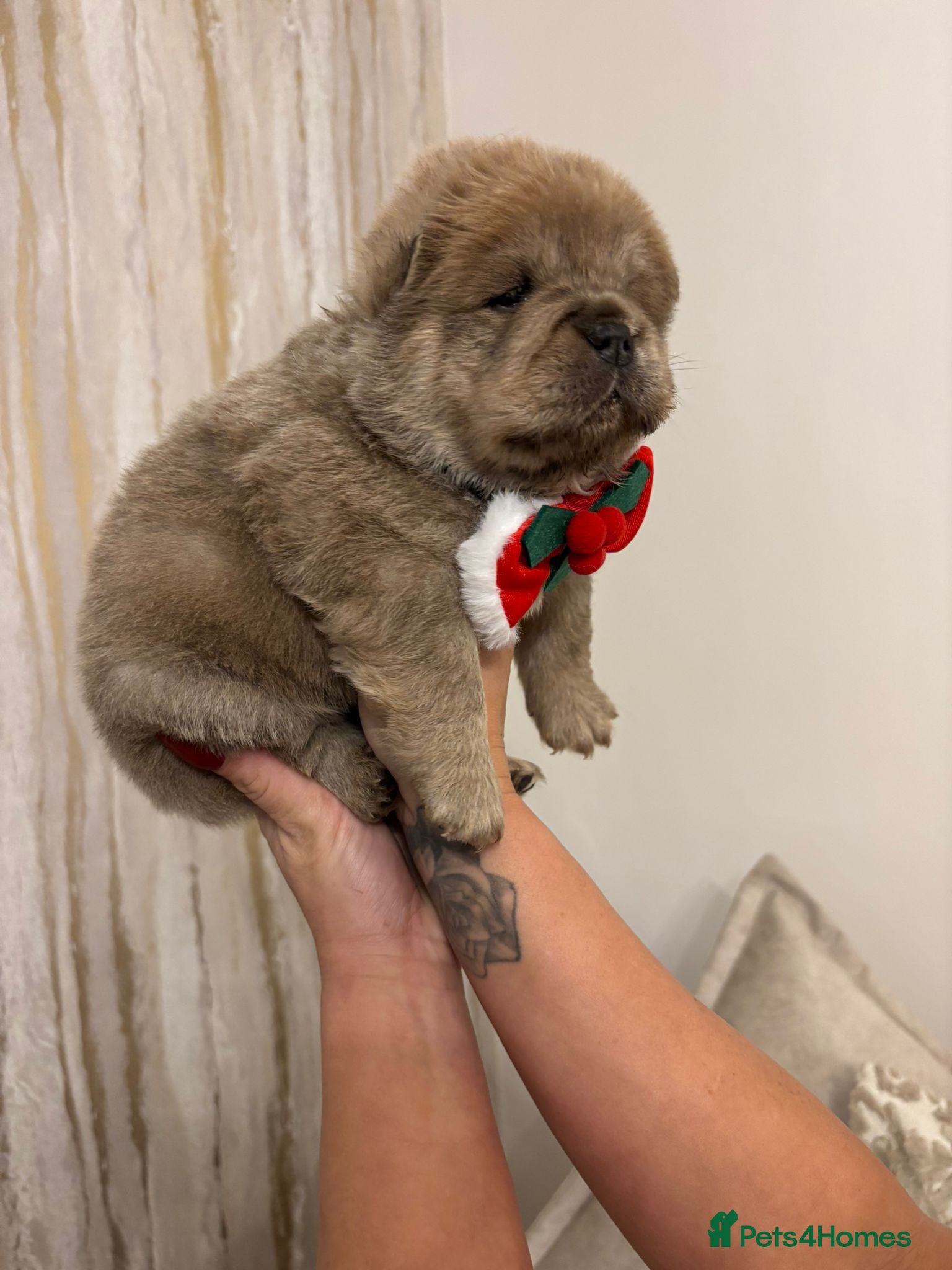 Chow Chow dogs KC reg chow chows ready to leave 24 dec! REDUCED - Advert 3
