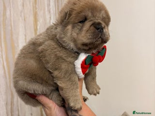 Chow Chow dogs KC reg chow chows ready to leave 24 dec! REDUCED - Advert 2