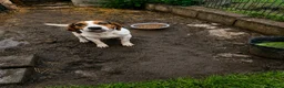 Beagle dogs for sale: Lady 12 month old Beagle bitch - Advert 3
