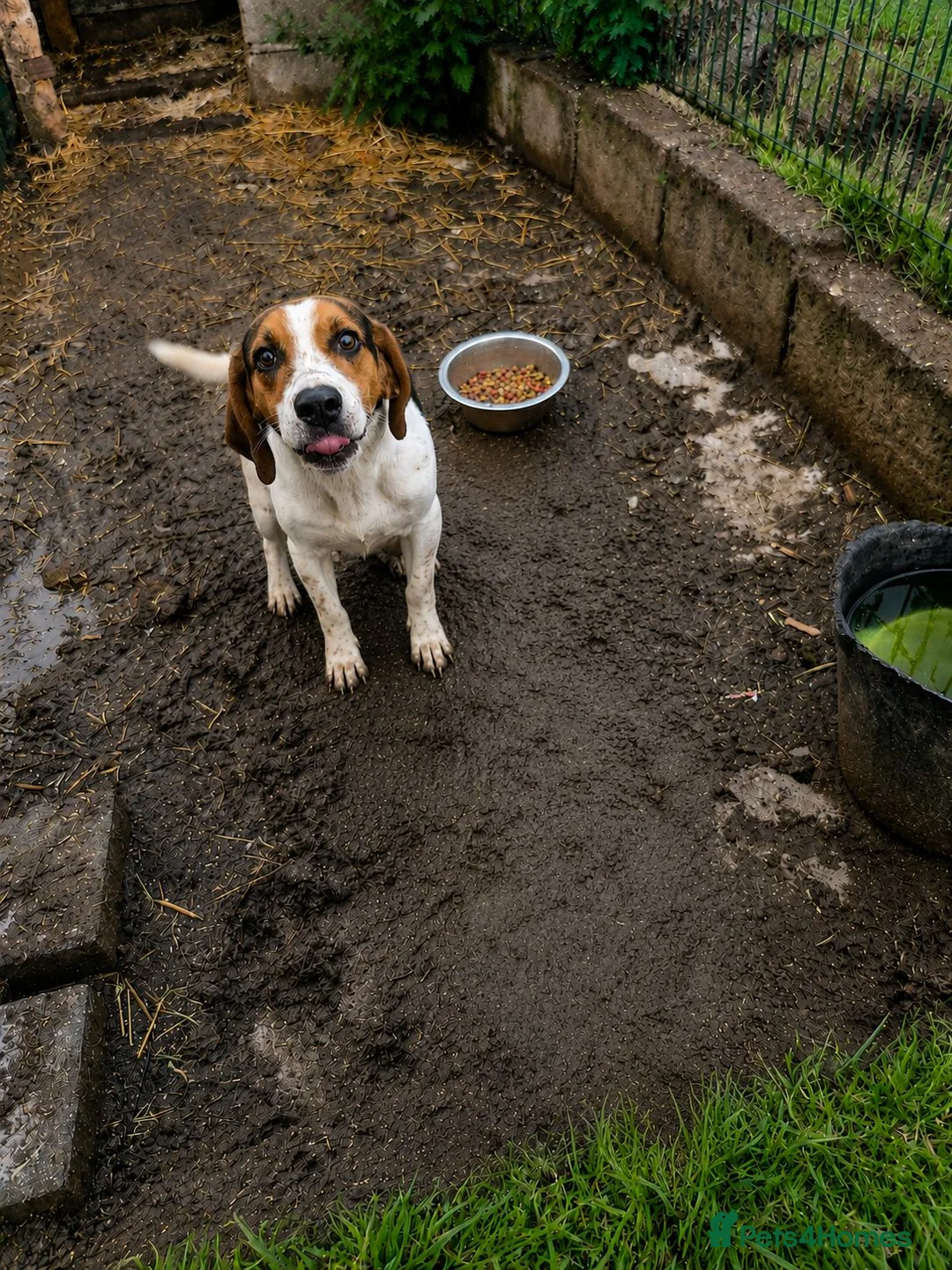 Beagle dogs for sale: Lady 12 month old Beagle bitch - Advert 3