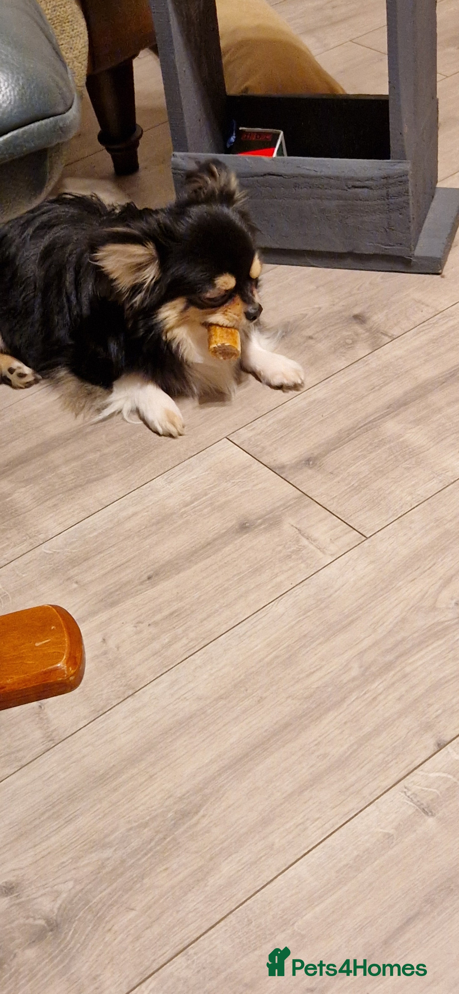 Chihuahua dogs  Milo-long haired tri  chihuahua for stud. - Advert 2