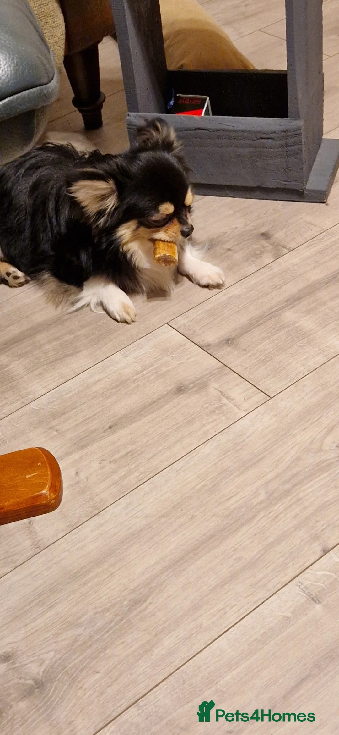 Chihuahua dogs for stud:  Milo-long haired tri  chihuahua for stud. - Advert 1