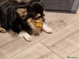 Chihuahua dogs Milo-long haired tri chihuahua for stud. - Advert 2