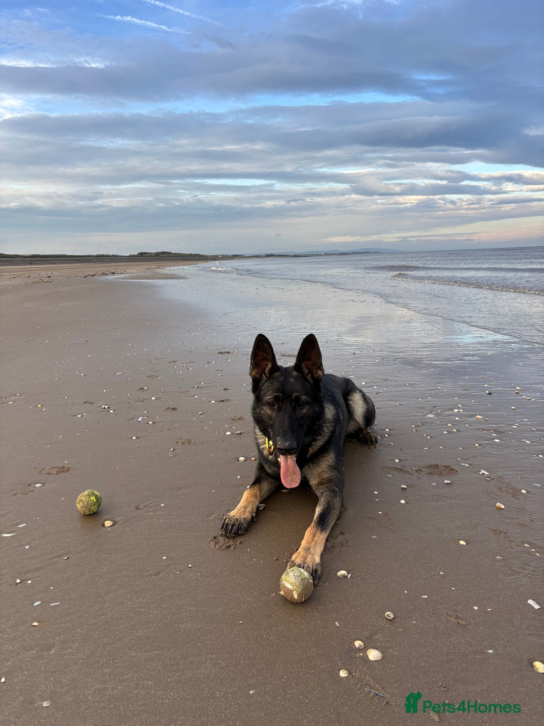 German Shepherd dogs for sale: German Shepard  - Advert 7