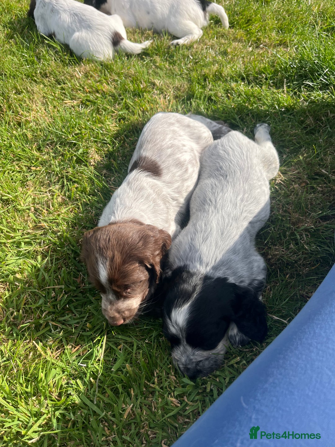 Cocker Spaniel dogs for sale: Stunning KC health tested Cocker pups  - Image 7