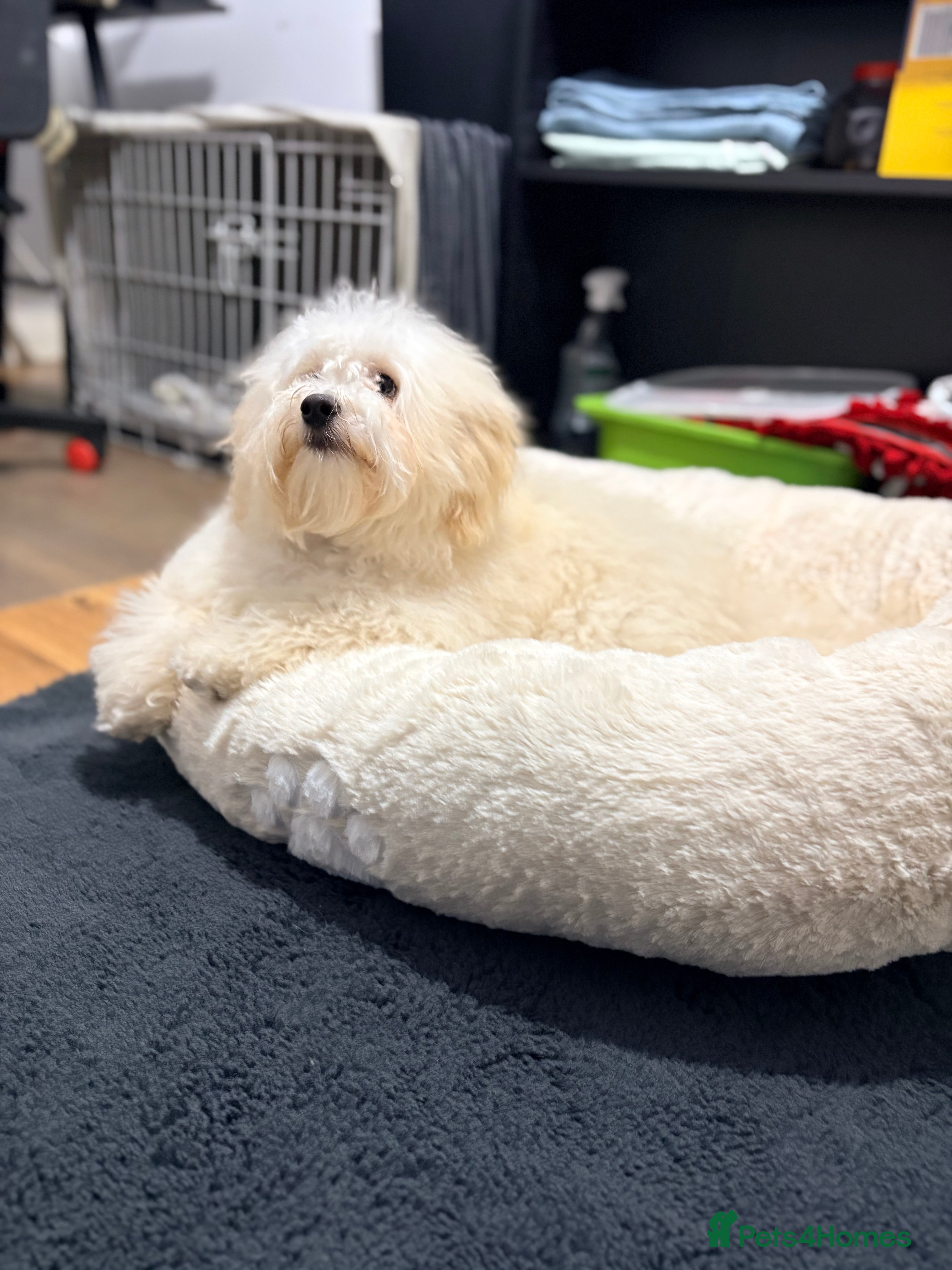 Maltipoo dogs New home for a Adorable Dog  - Advert 16