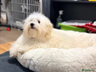 Maltipoo dogs New home for a Adorable Dog - Advert 16