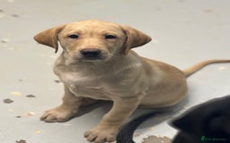 Labrador Retriever dogs for sale: Ready to leave. FULLY HEALTH TESTED male labs  in Leyburn - Image 1