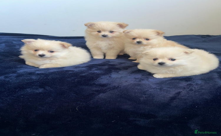 Pomeranian dogs - Advert 3