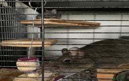 Degus rodents for sale: 2 male degus  - Image 7