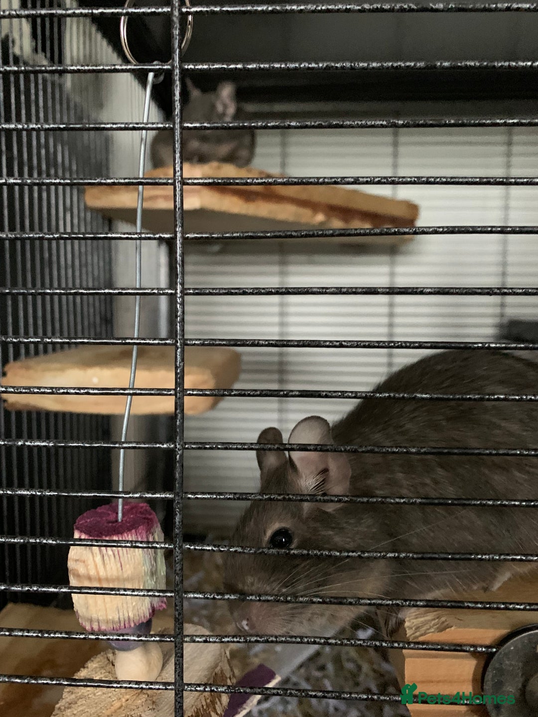 Degus rodents for sale: 2 male degus  - Image 7