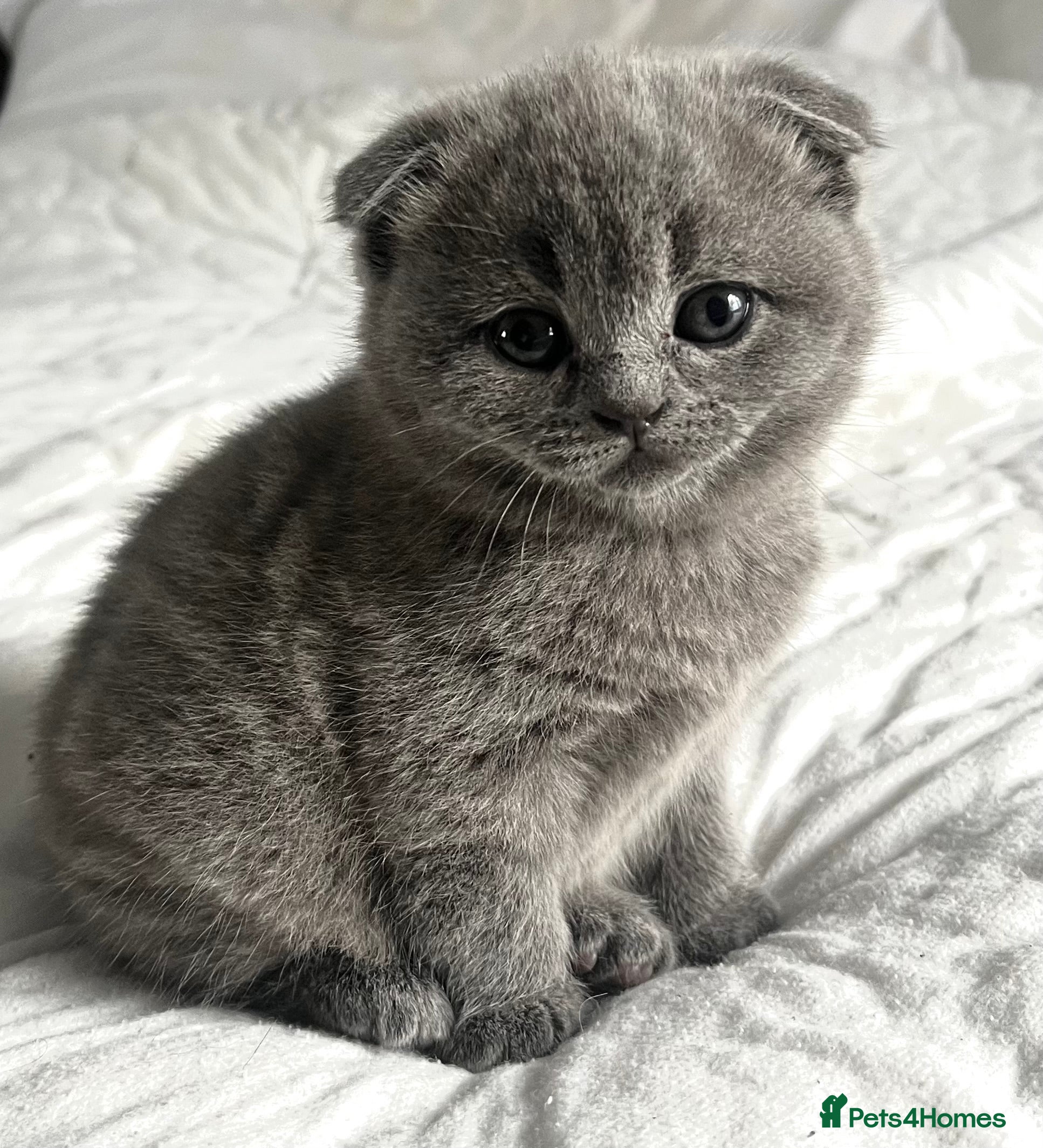 Scottish Fold cats Scottish fold/straight kittens  - Advert 2