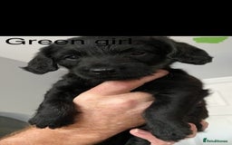 Mixed Breed dogs for sale: COCKERPOO X BEDLINGTON GIRL PUPPIES. - Advert 2