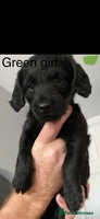 Mixed Breed dogs COCKERPOO X BEDLINGTON GIRL PUPPIES. - Advert 2