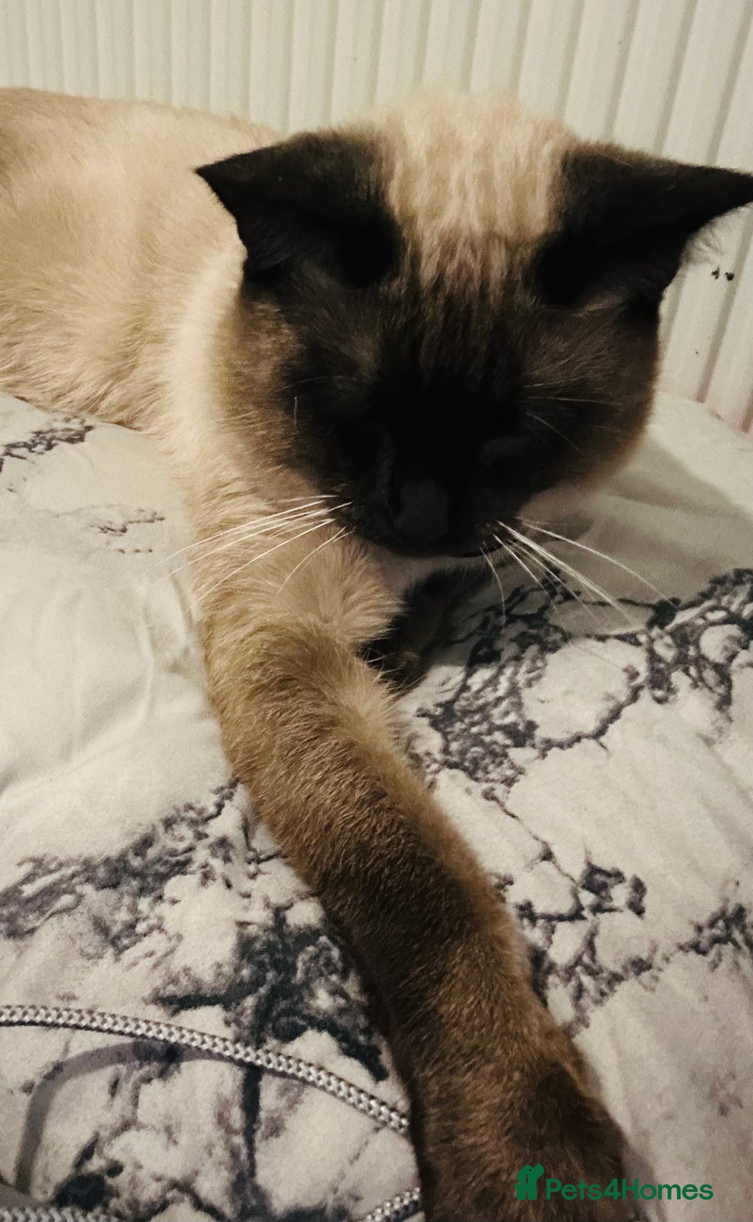 Mixed Breed cats for sale: Musa  - Advert 9