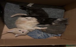 Maine Coon cats for sale: Maine Coon kittens  - Image 9