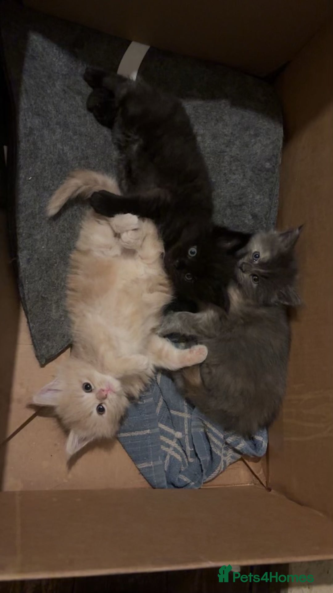 Maine Coon cats for sale: Maine Coon kittens  - Image 9