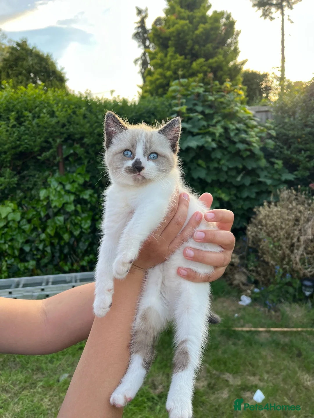Mixed Breed cats for sale: Kittens ready for collection ASAP - Advert 1