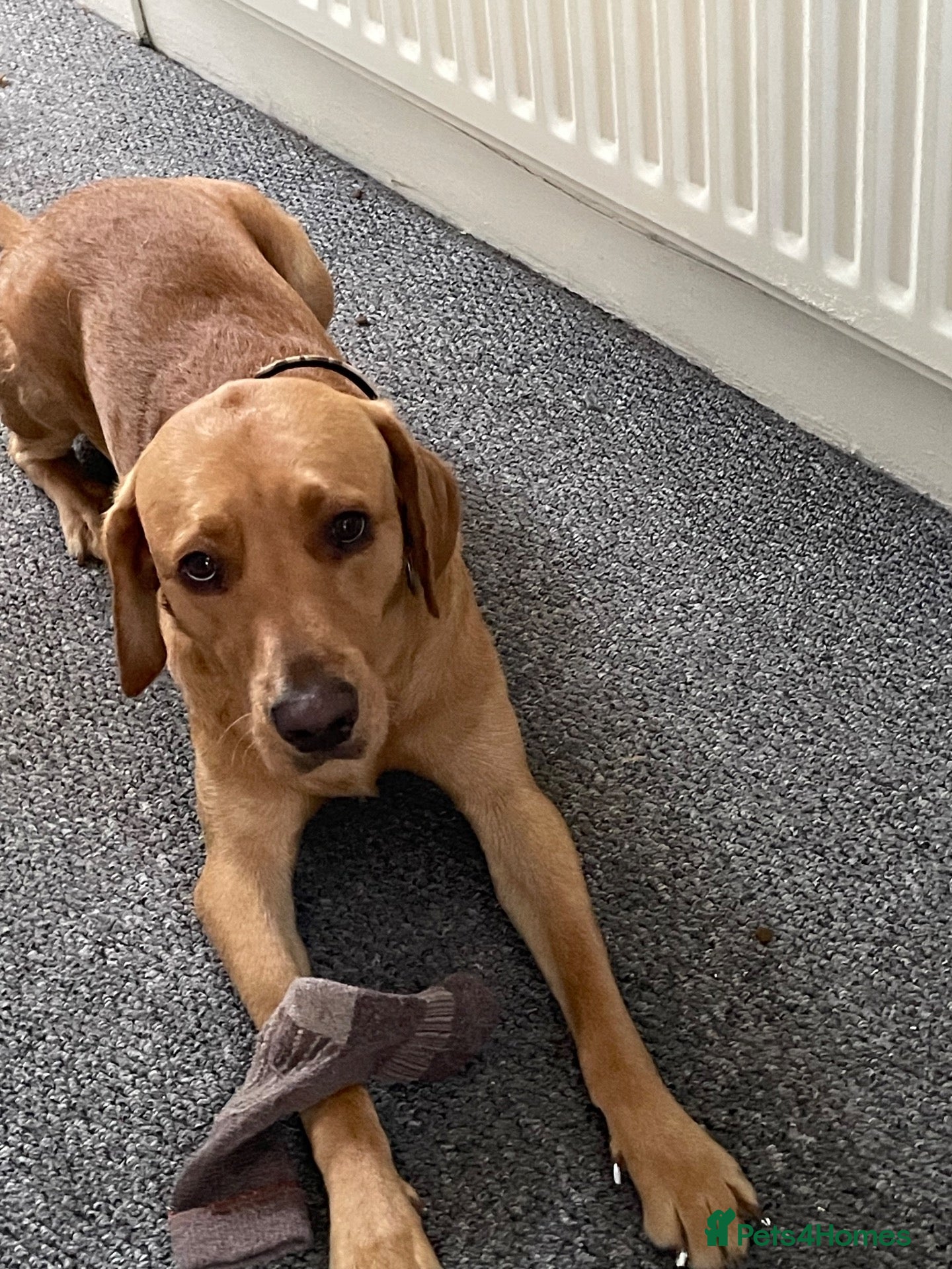Labrador Retriever dogs Buddy - Read Description! - Advert 1