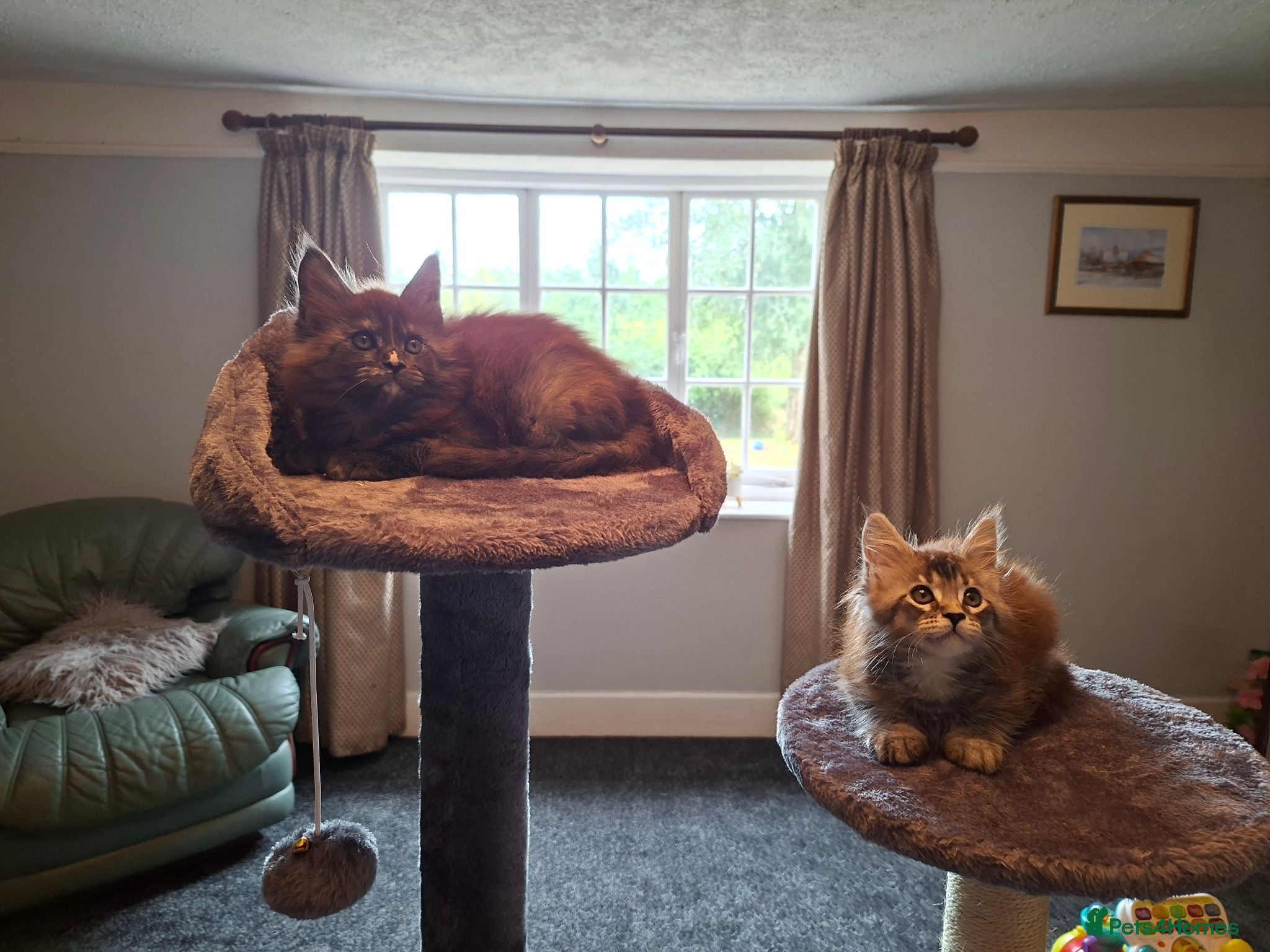 Maine Coon cats Pure Tica active Main Coon kittens - Advert 7
