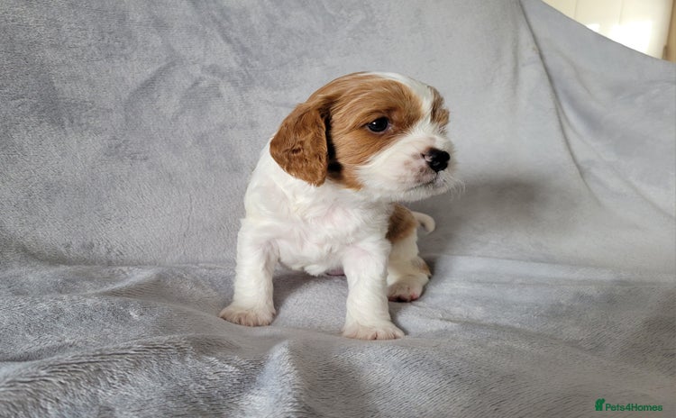 Cavalier King Charles Spaniel dogs - Advert 3