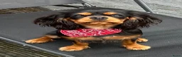 Cavalier King Charles Spaniel dogs for sale: KC Registered KCCS B&T boy for sale  - Advert 10
