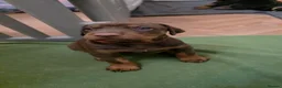 Dobermann dogs for sale: Pedigree Chunky Doberman Puppies - Advert 25