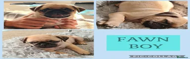 Pug 1 FAWN BOY