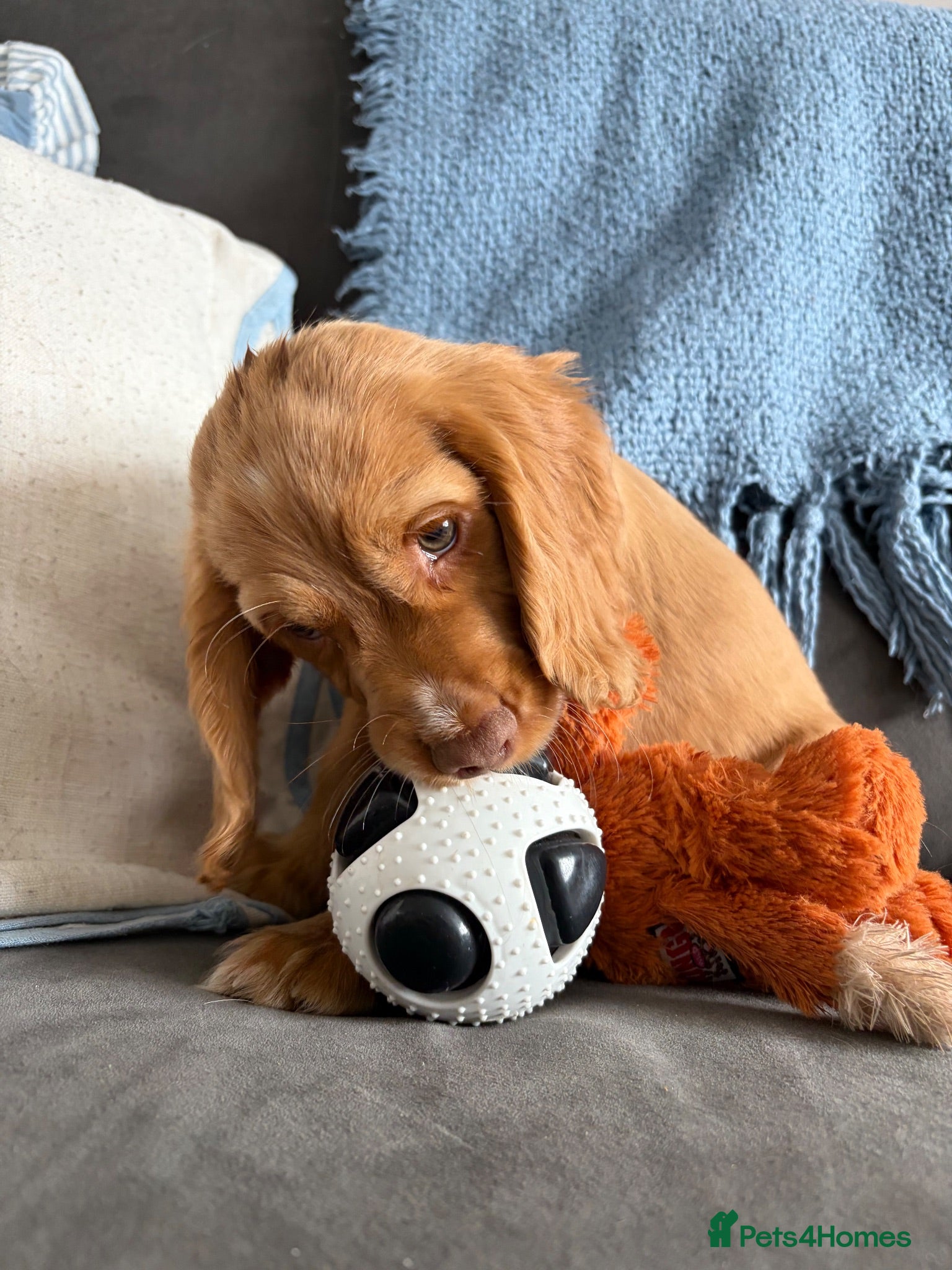Cocker Spaniel dogs Cocker Spaniels - Advert 2