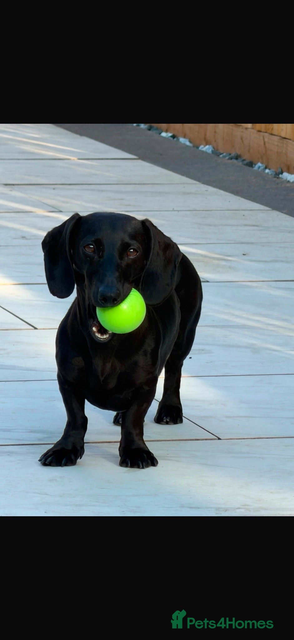 Miniature Dachshund dogs Solid black miniature dachshund female  - Advert 1