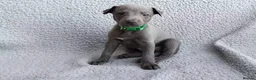 Whippet dogs for sale: KC Registered True to type whippets - Advert 14