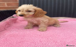 Cockapoo dogs for sale: 🐶❤️💙fully vaccinated cockapoos ready now 🐶❤️💙 - Image 7