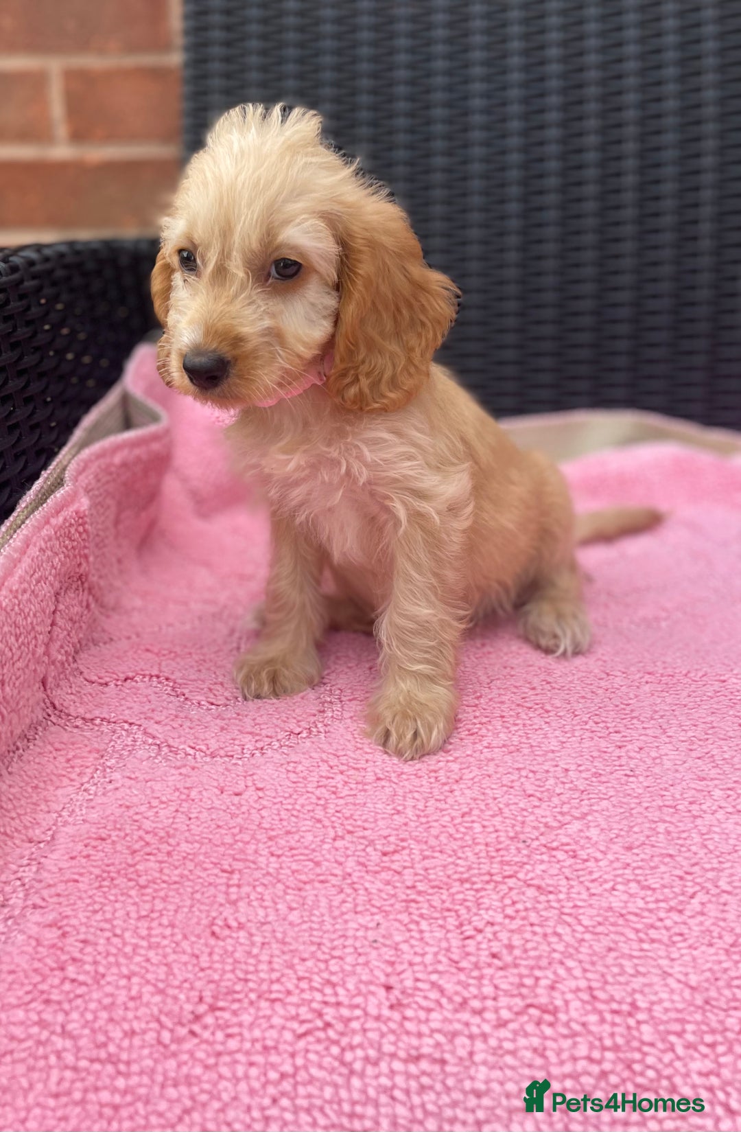 Cockapoo dogs for sale: 🐶❤️💙fully vaccinated cockapoos ready now 🐶❤️💙 - Image 7