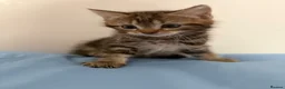 European cats for sale: Tabby kitten for sale  - Advert 3